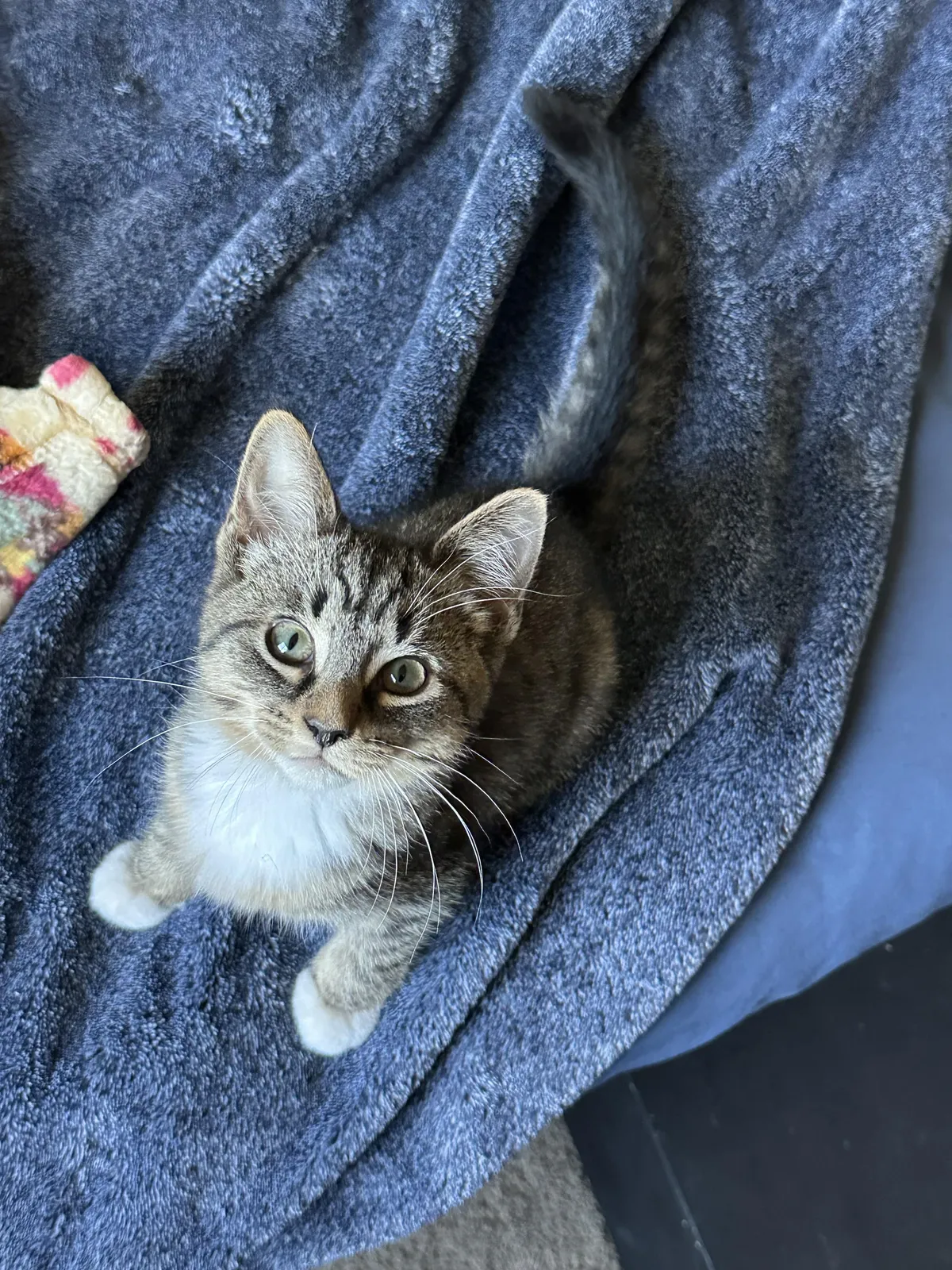 We left him at the shelter Friday when we adopted his brothers. We returned and brought Loki home today.