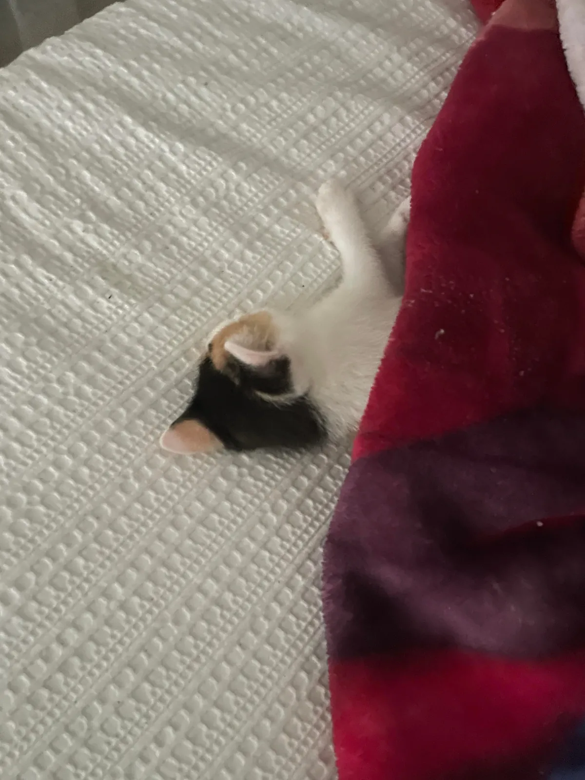 Human Inside a cat body😭