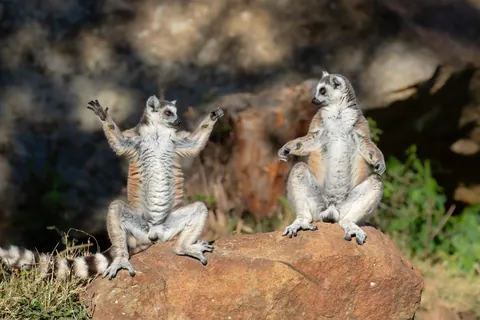 🔥 19 images from the Comedy Wildlife People's Choice Awards