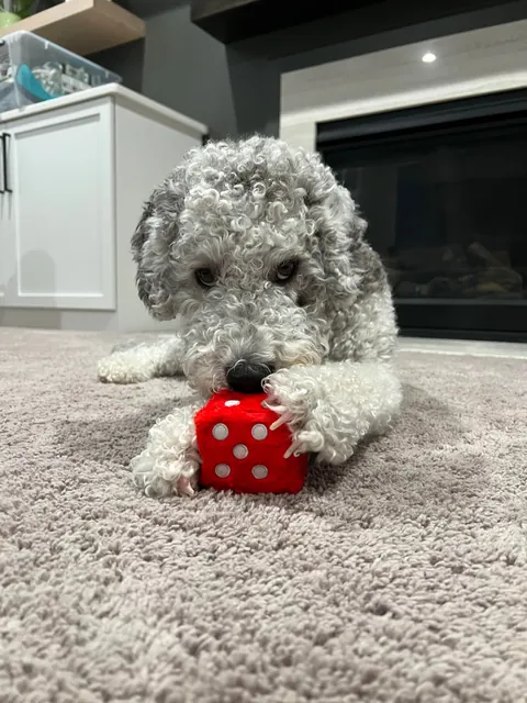 My wife is an ER nurse. If kids need an IV, she shows photos of our pup to calm them down. The 1st is their favorite