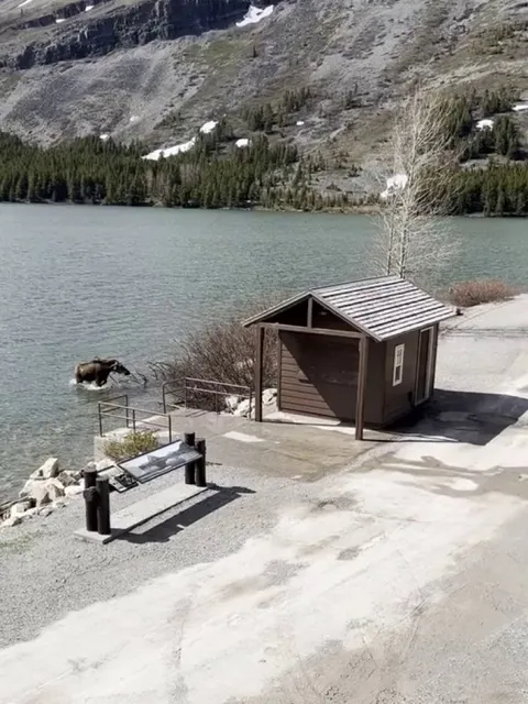 Moose charges Grizzly who killed one of its calfs yesterday in Montana