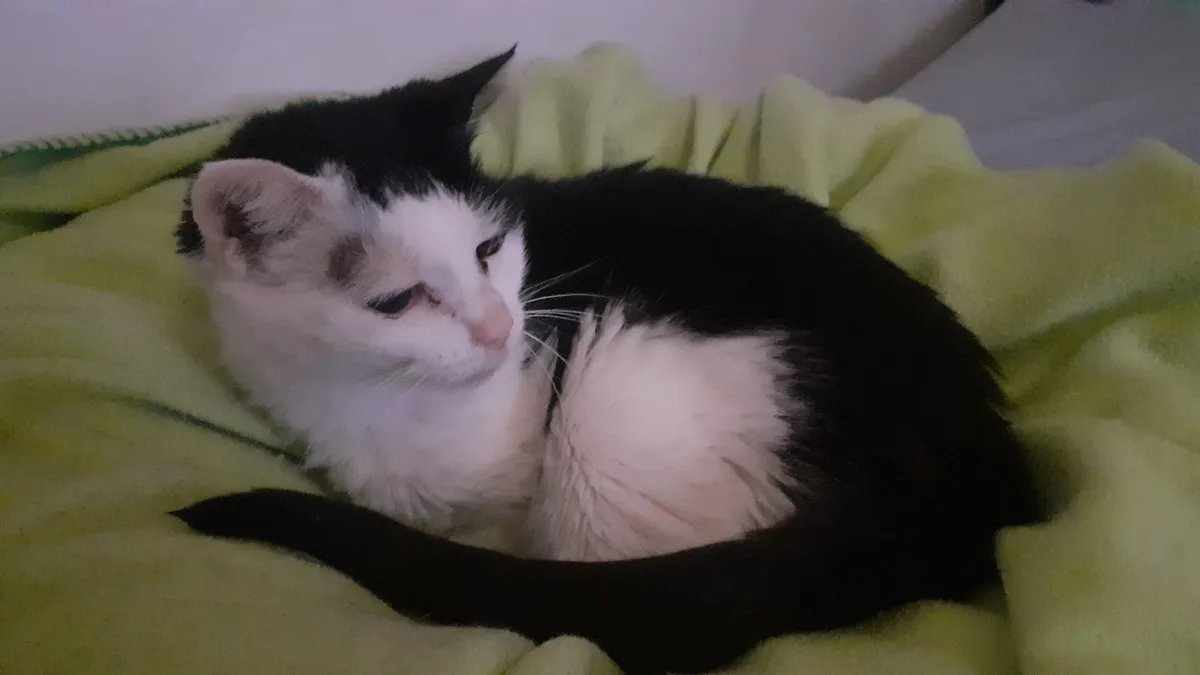 My 21 years old cat hasn't eaten in 3 days, I'm so worried.