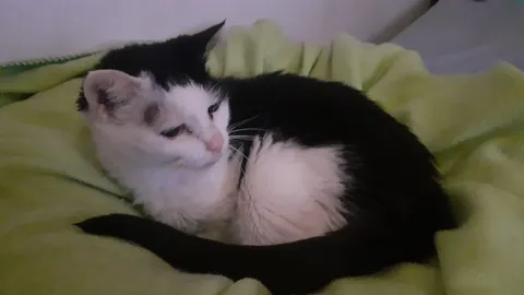 My 21 years old cat hasn't eaten in 3 days, I'm so worried.