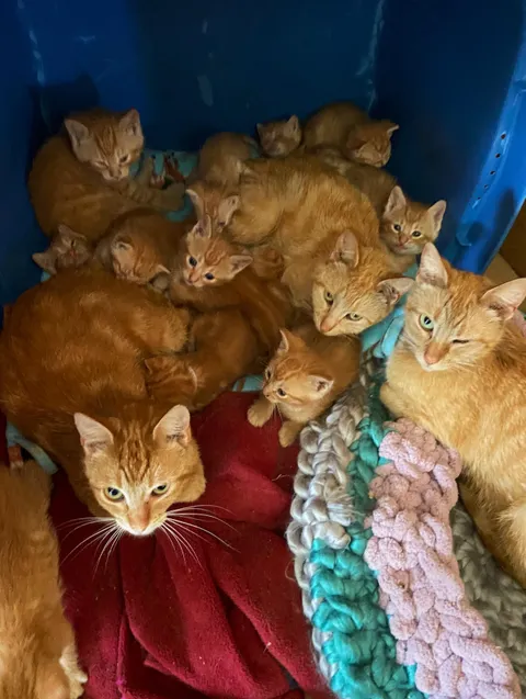 My family moved to a property, previous owners said there are “some” barn cats