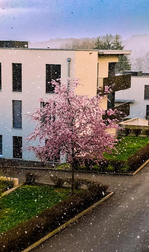 ITAP of sakura under snow