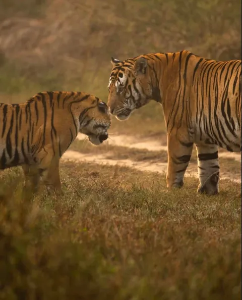 🔥 A male Tiger in Panna National Park interacting with his sub adult cubs. 🔥