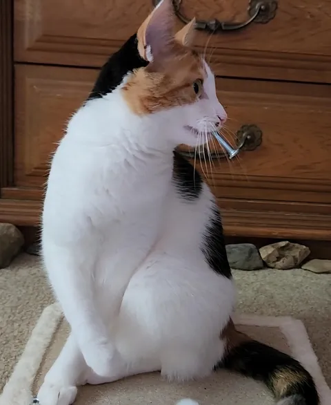 Introducing Baby Jessica