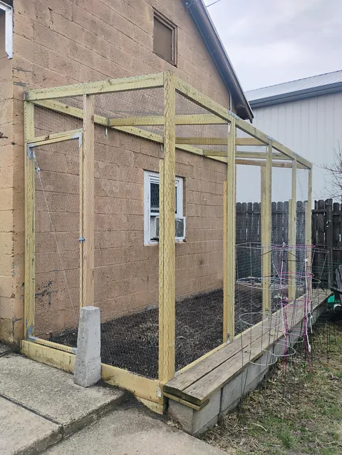 I got tired of losing every third tomato to squirrels