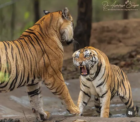 🔥 A Tigress stares down and attempts to intimidate a large Tiger 🔥 