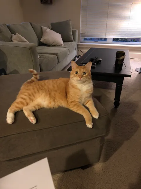 I’m getting married today. I woke up early and practiced my vows on my cat, but he didn’t even cry once. Should I rewrite the vows or get a more sensitive cat?