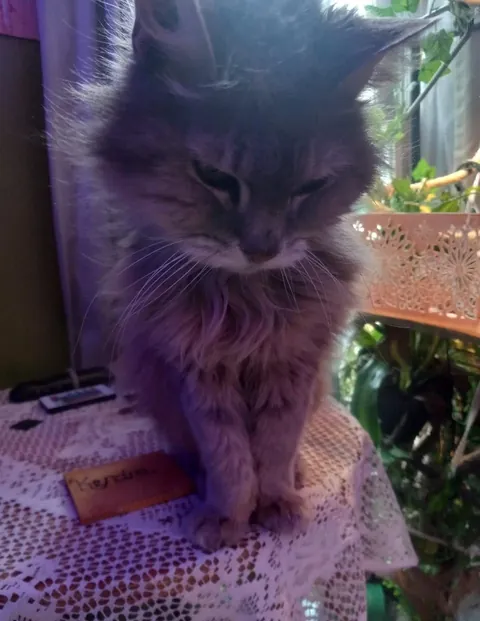 My 24yo cat recently passed away, I told my niece if I were to have another cat, I'd get an orange cat. This guy showed up the same day.