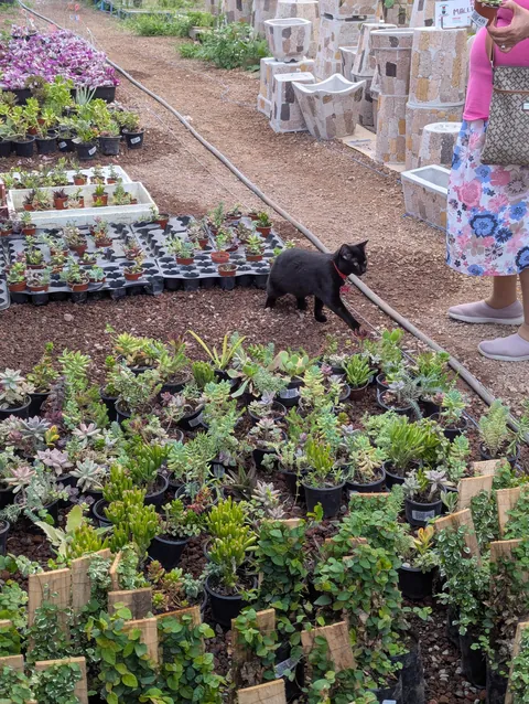 This handsome boy at the garden center