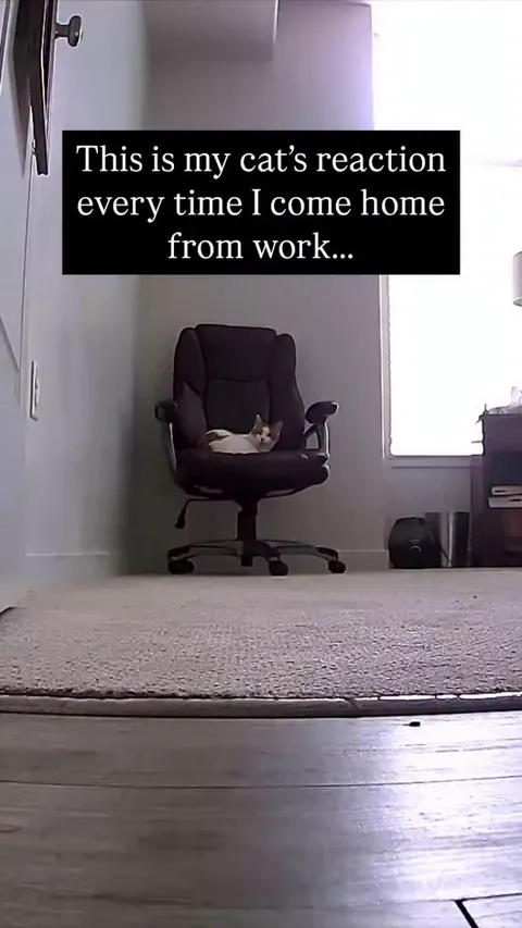 The way the cat turns into liquid 🤣🐈 -- catmandoofficial