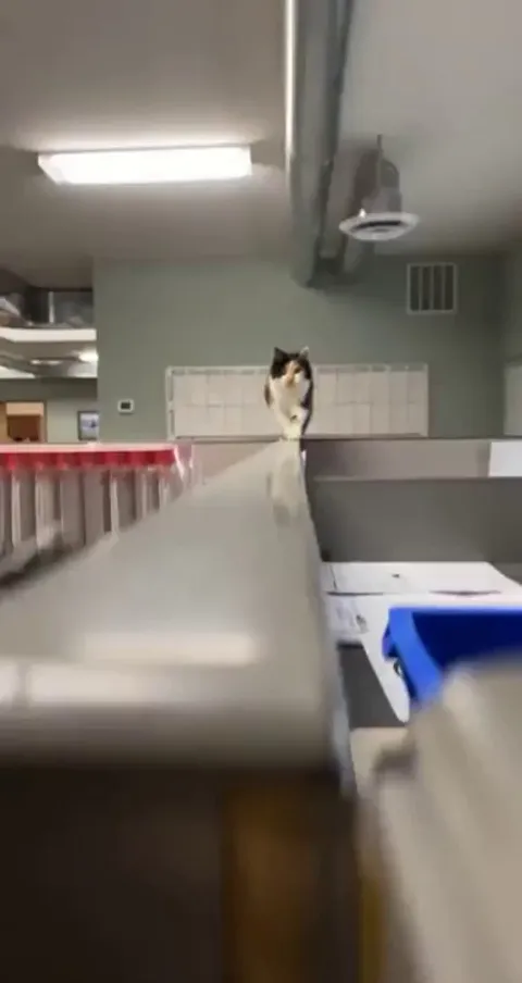 Somebody’s watching me