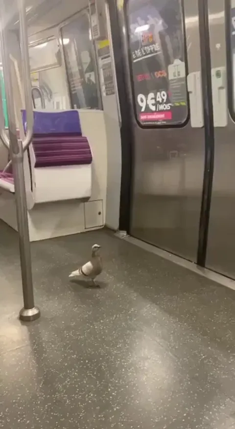 22.03.23 15h. Métro parisien : Honnête pigeon vaquant à ses occupations.