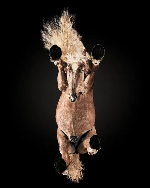 Photographer captures what animals look like from underneath.