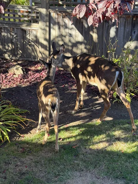 Got five yard deer eating apples today. New buck from last time