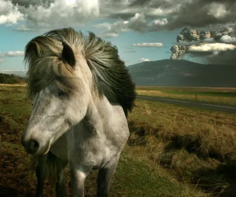 🔥 Icelandic Horse and Volcano 🔥