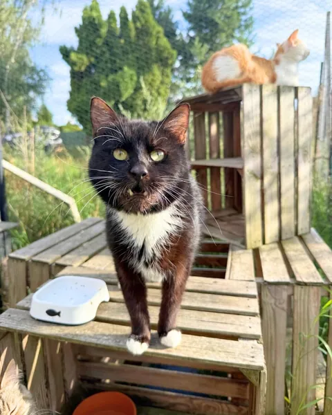 Yolanda is always so happy when I visit her at the cat hospice. Other hospice cats are included