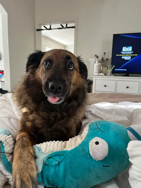 Teddy loves his toys