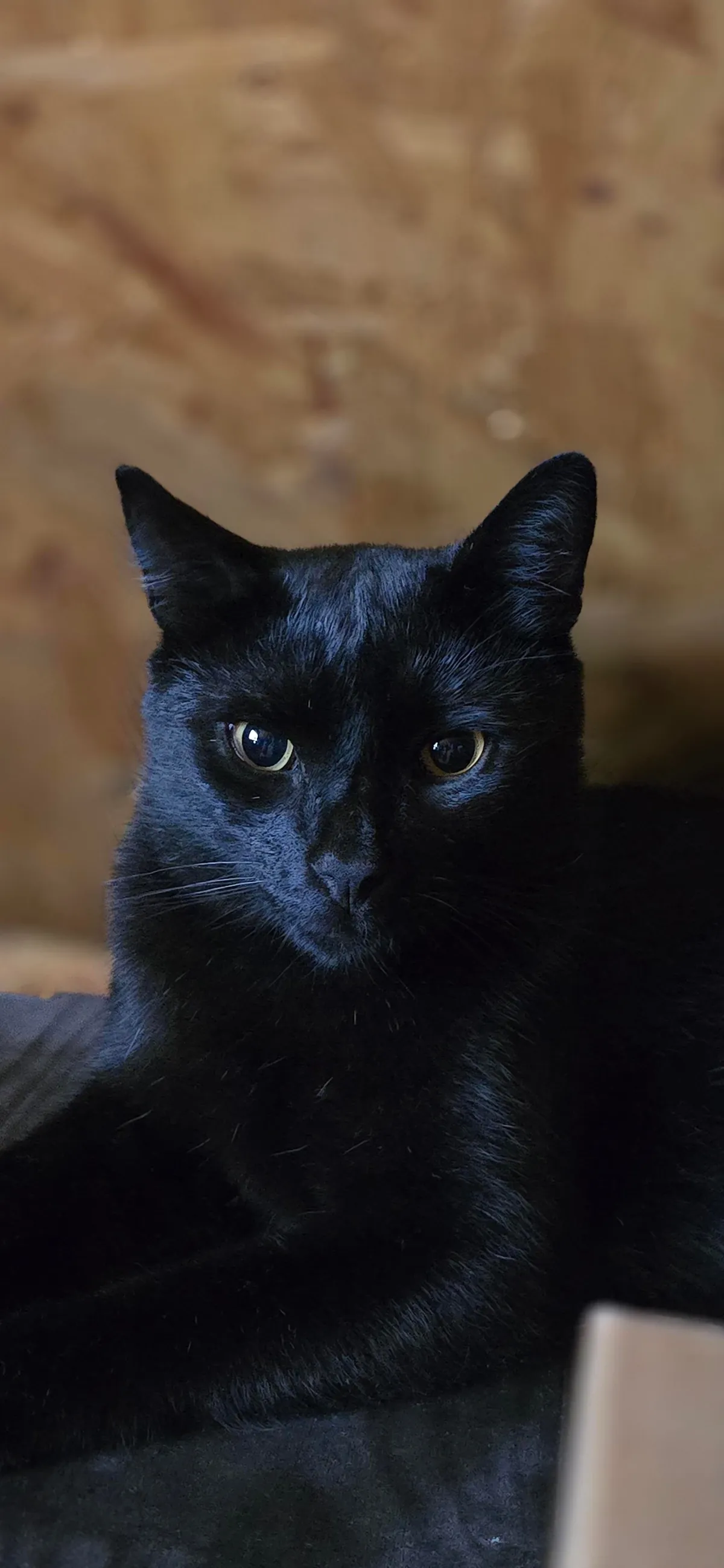 I drew my cat, Zeus❤️🐈‍⬛