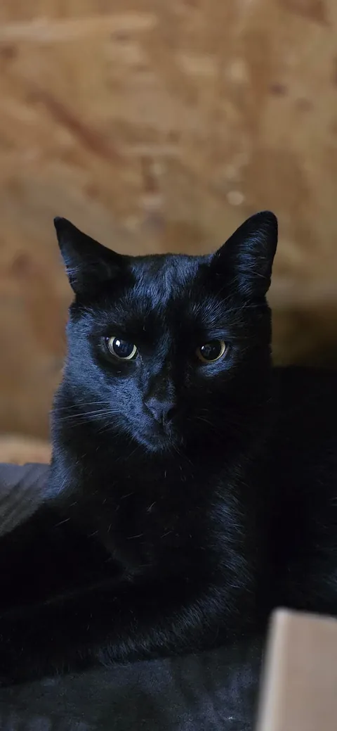 I drew my cat, Zeus❤️🐈‍⬛