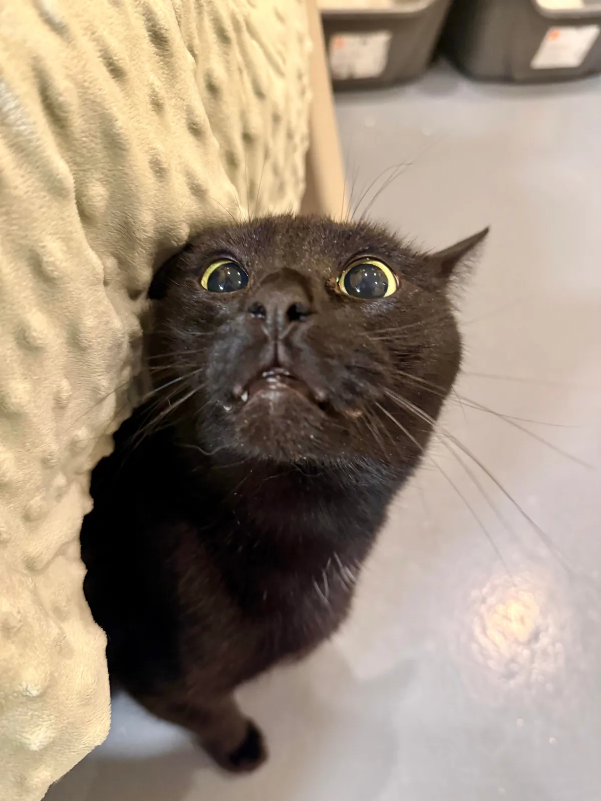 In honor of Halloweekend, here are all the black cats at the shelter I volunteer with.