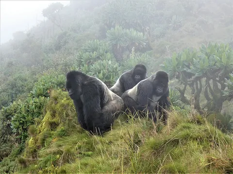 🔥 Silverback Gorilla Musilikale and his "Lieutenants", his younger brothers Icumbi and Turakomeje. Normally having 3 adult males in one group would lead to tensions, but they remain loyal to him and loyal to eachother, and together they lead one of the largest Gorilla groups on record