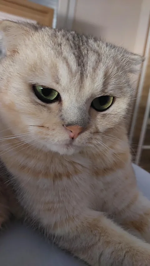 My beloved cat left this world forever.