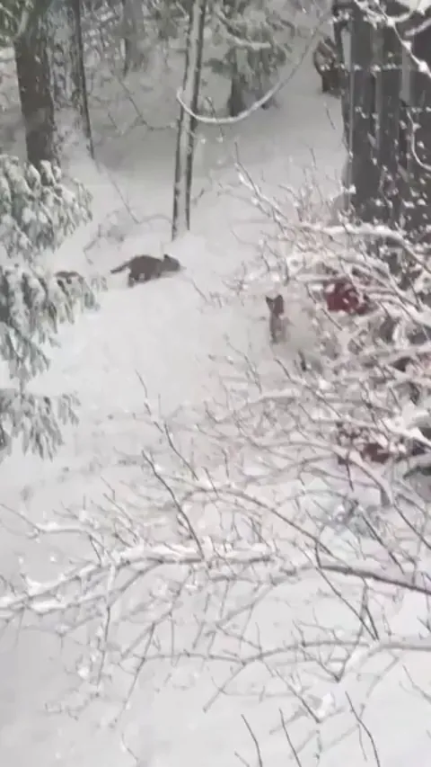 🔥5 baby foxes playing in the snow