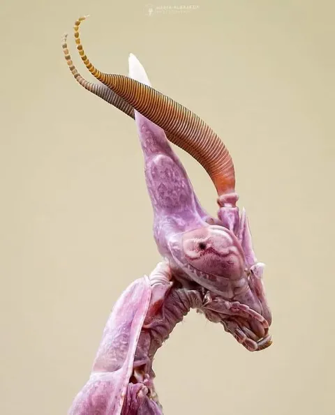🔥 Conehead Mantis, Empusa pennata, native to the Mediterranean 