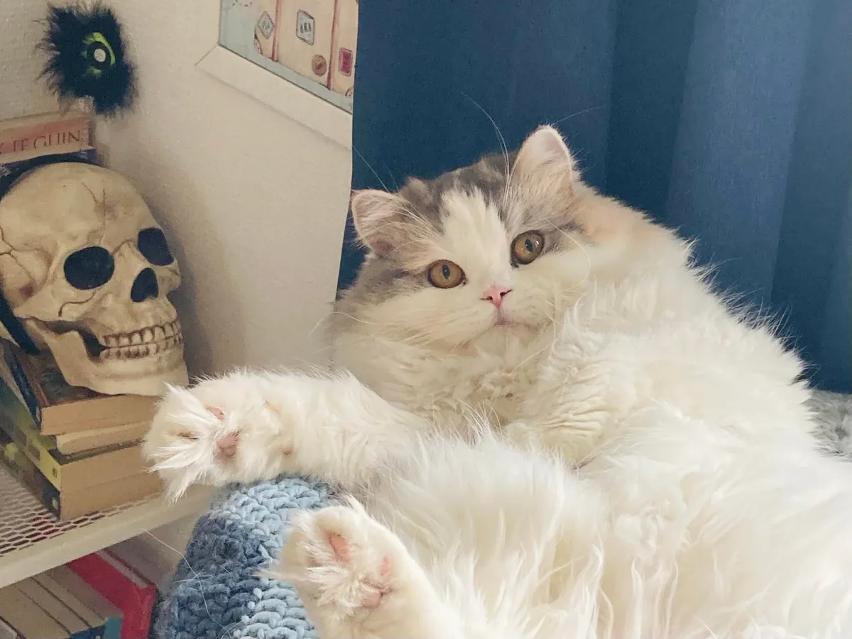 My cat being the diva that she is