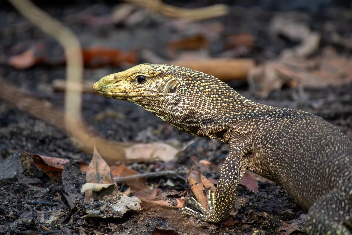 Some Thai wildlife shots from over the last year