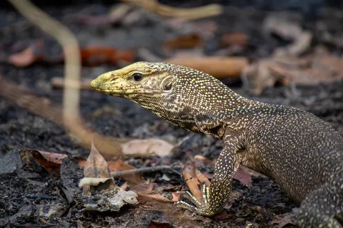 Some Thai wildlife shots from over the last year