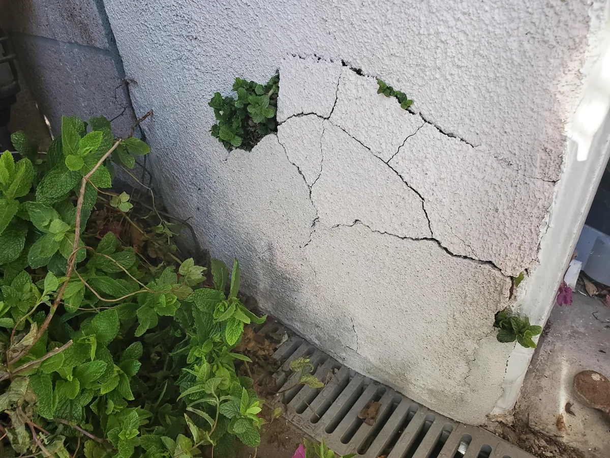 Hey guys, did you know you shouldn't plant mint in the ground? 🙃