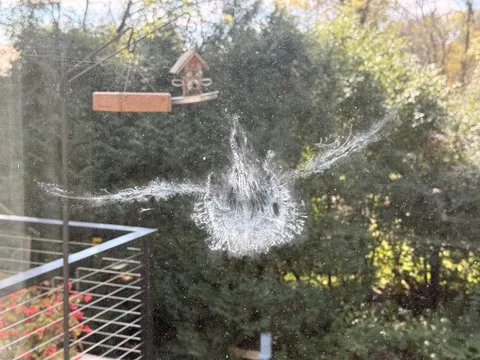 Unfortunate imprint from a bird that hit my window today