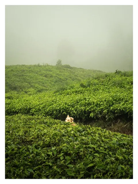 Hiking through Cameron Highlands in Malaysia with local stray dogs.