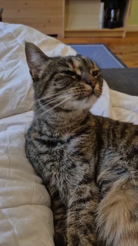 My cat has the wireless grooming upgrade