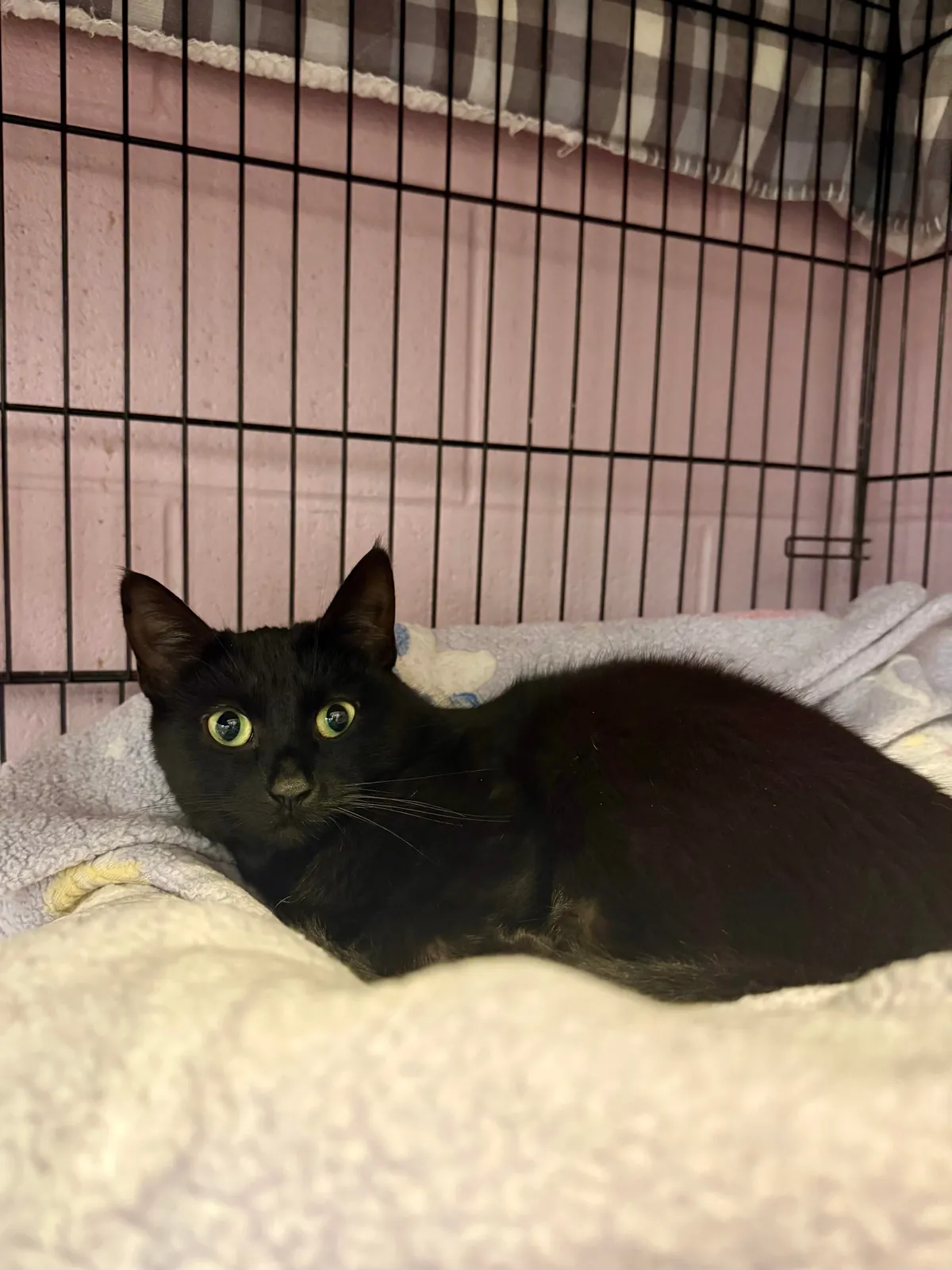 In honor of Halloweekend, here are all the black cats at the shelter I volunteer with.