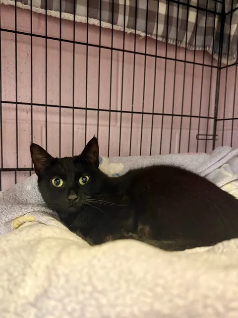 In honor of Halloweekend, here are all the black cats at the shelter I volunteer with.