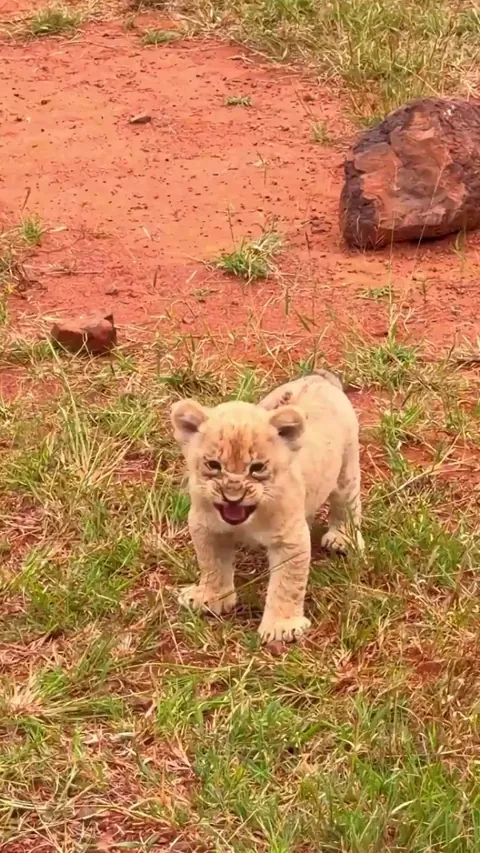 Cub has had enough walking for a day, and demands to be carried by mommy