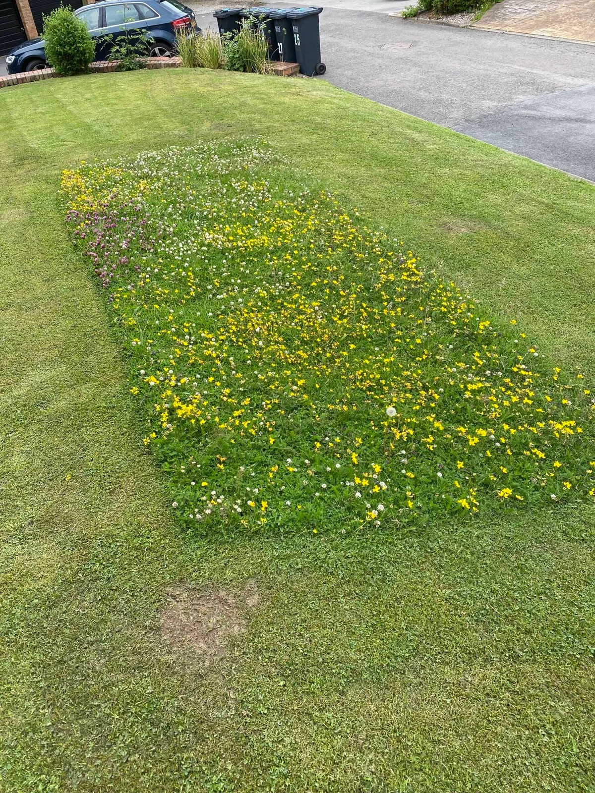 The guy who does the grass for my building left a rectangle of wild flowers so the bees can use them