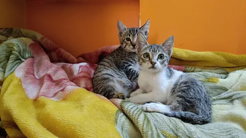 They are my supermodels. Kittens born to my rescued momma cat on 12/12/2025.