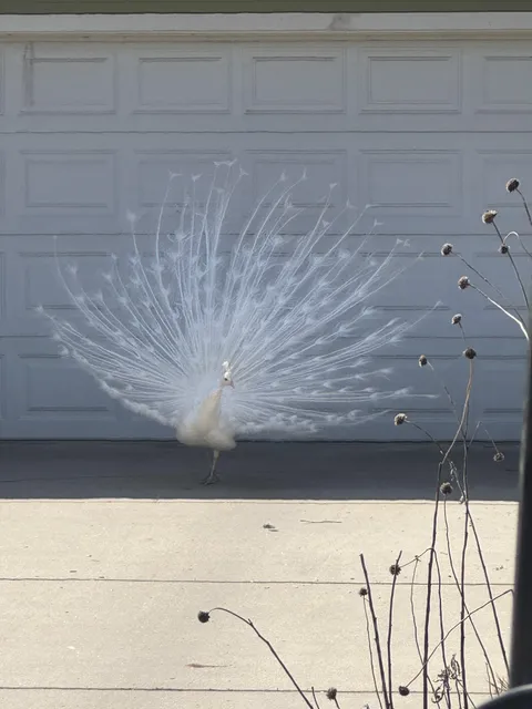 Saw an all white peacock today.