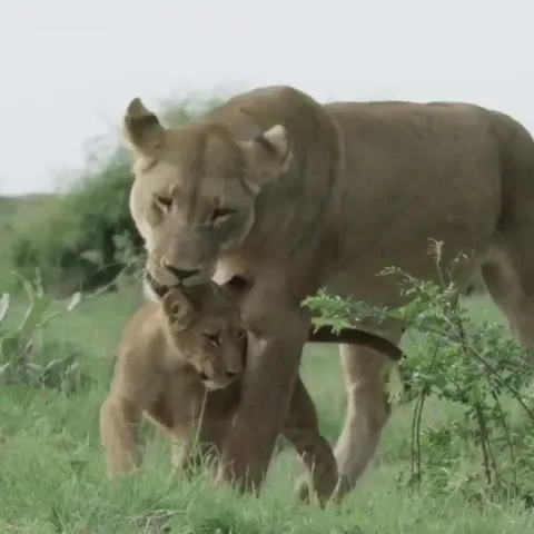 Lioness tries to carry her grown cub just like when it was a baby