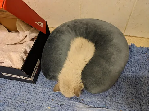 Kitten Derp &amp; then she glowed up. But still a derp.