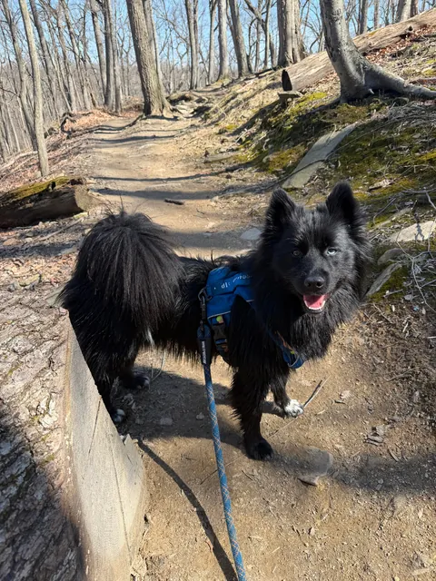 How it started -> How it’s going! Blessed to have found my best friend and adventure partner in a crowded rescue.