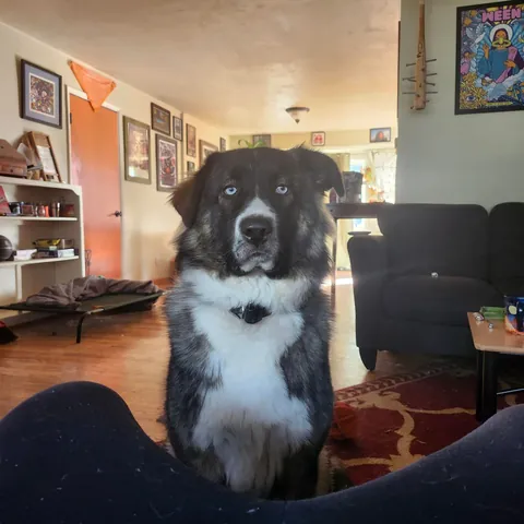 Sadie sorceress my 11 month old Karakachan pup from gotcha day till today