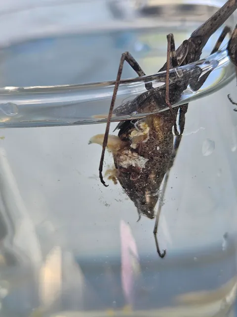 3rd update to parasite filled mantis!