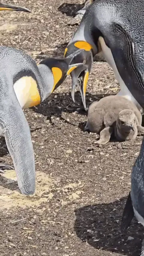 King penguins bully chick who has become separated from its parents. Recorded by @antonioripoll
